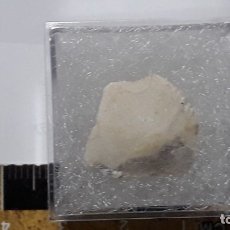 Coleccionismo de fósiles: FOSIL DE PLACA DE CRINOIDE MARUPITES TESTUDINARIUS. CRETACICO. REINO UNIDO.