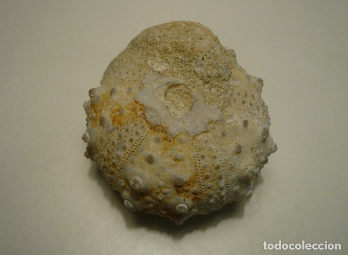 Coleccionismo de f&oacute;siles: Excelente Goniopygus - Foto 1