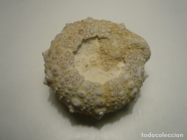Coleccionismo de f&oacute;siles: Excelente Goniopygus - Foto 2