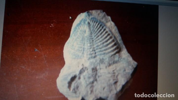 Coleccionismo de f&oacute;siles: Trilobites 6x4cms - Foto 1
