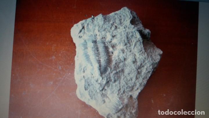 Coleccionismo de f&oacute;siles: Trilobites - Foto 1