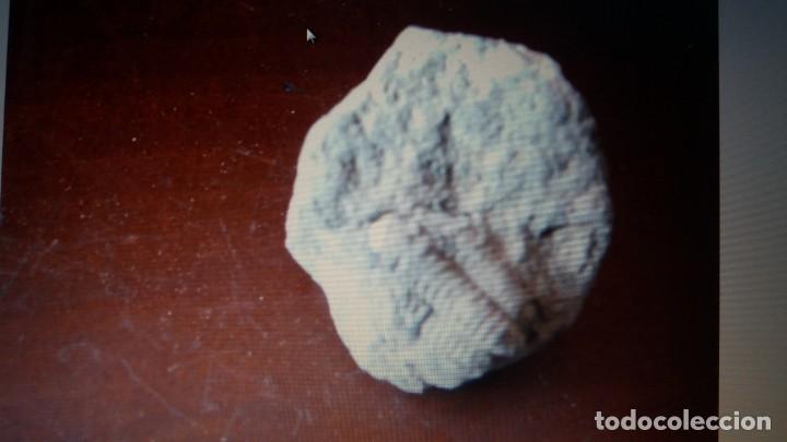 Coleccionismo de f&oacute;siles: trilobites Phacops 5x3cms - Foto 1