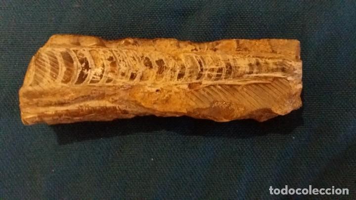 Coleccionismo de f&oacute;siles: Orthocera 20x 4 cms - Foto 1