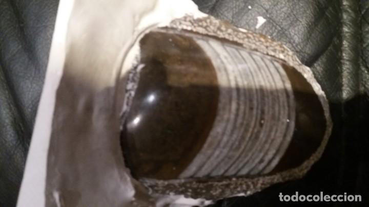 Coleccionismo de f&oacute;siles: orthoceras de 12x6cms - Foto 1