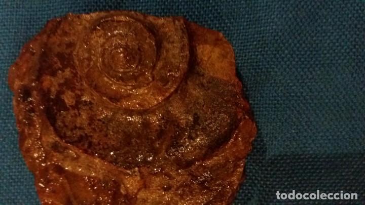 Coleccionismo de f&oacute;siles: ammonites 10cms - Foto 1