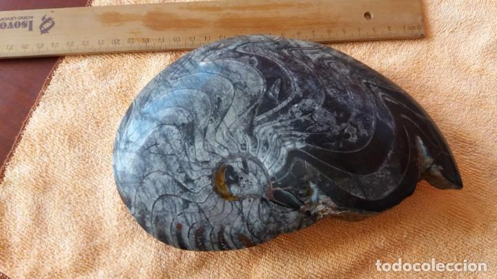 Coleccionismo de f&oacute;siles: Goniatites de 22 x15cms - Foto 1
