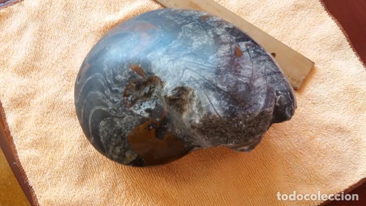 Coleccionismo de f&oacute;siles: Goniatites 20 x14cms - Foto 1