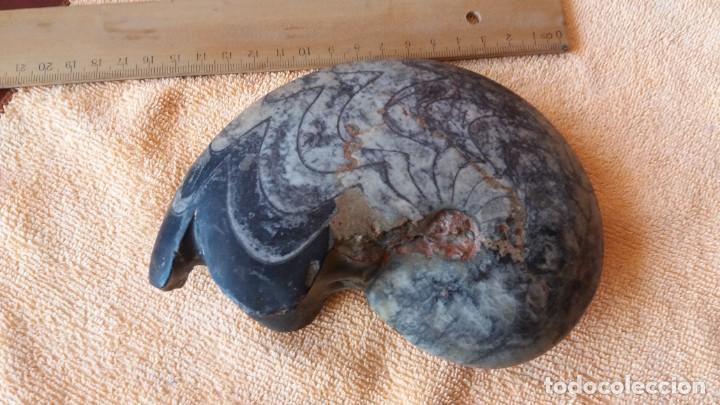 Coleccionismo de f&oacute;siles: Goniatites de 19x 14cms - Foto 1
