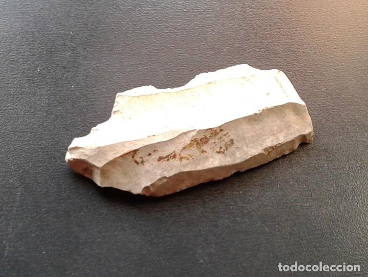 Coleccionismo de f&oacute;siles: FOSILES - Foto 4
