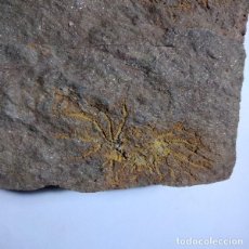 Coleccionismo de fósiles: FOSIL DE CRINOIDES. ORDOVICICO. MARRUECOS.