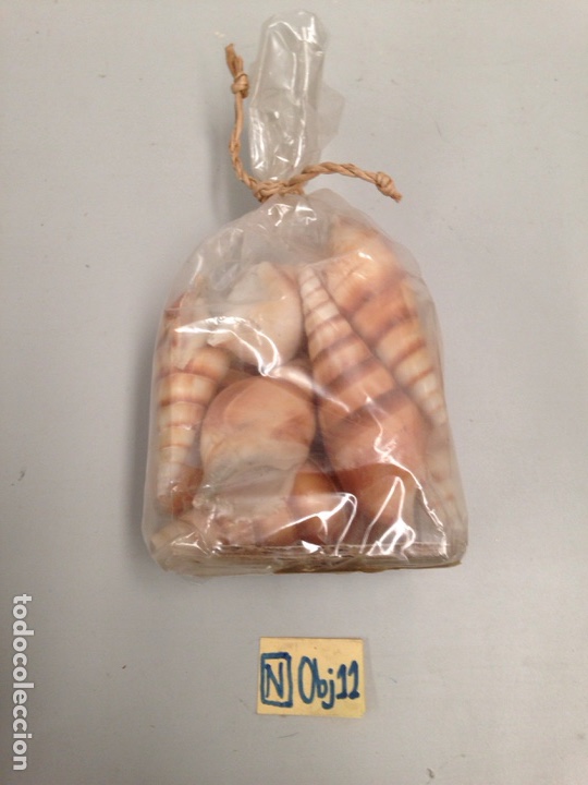 Coleccionismo de f&oacute;siles: Lote de conchas - Foto 1