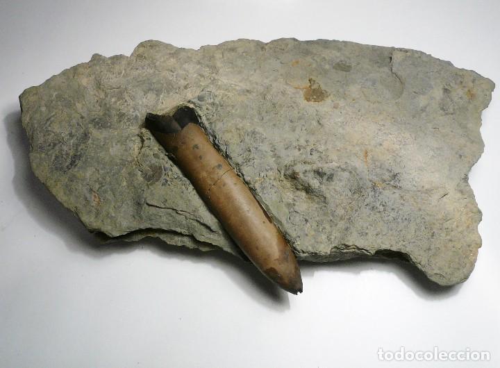 Coleccionismo de f&oacute;siles: Belemnite, Dactyloteuthis - Foto 1