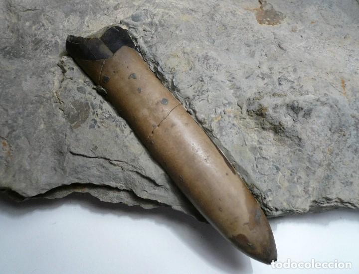 Coleccionismo de f&oacute;siles: Belemnite, Dactyloteuthis - Foto 2
