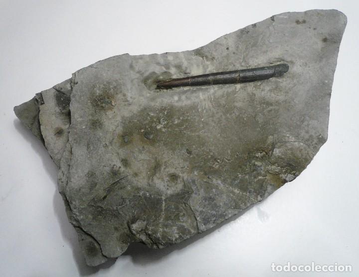 Coleccionismo de f&oacute;siles: Belemnite, Acrocoelites - Foto 1