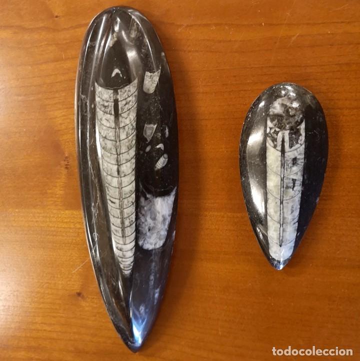 Coleccionismo de f&oacute;siles: F&oacute;siles de Orthoceras - Foto 1
