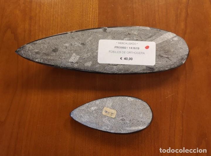 Coleccionismo de f&oacute;siles: F&oacute;siles de Orthoceras - Foto 3