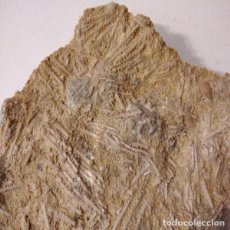 Coleccionismo de fósiles: ESPECTACULAR PLACA FOSIL STEREOCIDARIS,GRANDE Y DE MUSEO. CRETACICO.