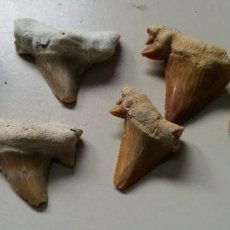 Coleccionismo de fósiles: SEIS DIENTES DE TIBURON. Lote 237657870