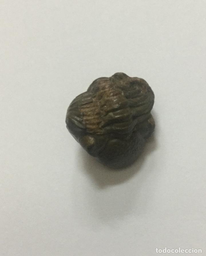 Coleccionismo de f&oacute;siles: TRILOBITE PHACOPS - 2cm - Foto 1
