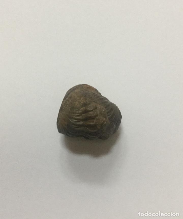 Coleccionismo de f&oacute;siles: TRILOBITE PHACOPS - 2cm - Foto 2