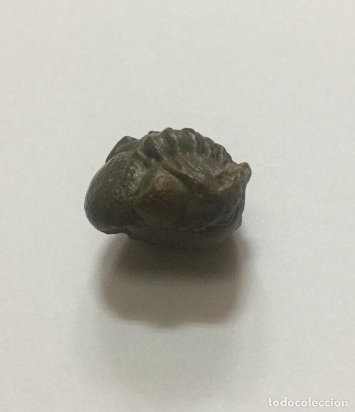 Coleccionismo de f&oacute;siles: TRILOBITE PHACOPS - 2cm - Foto 3