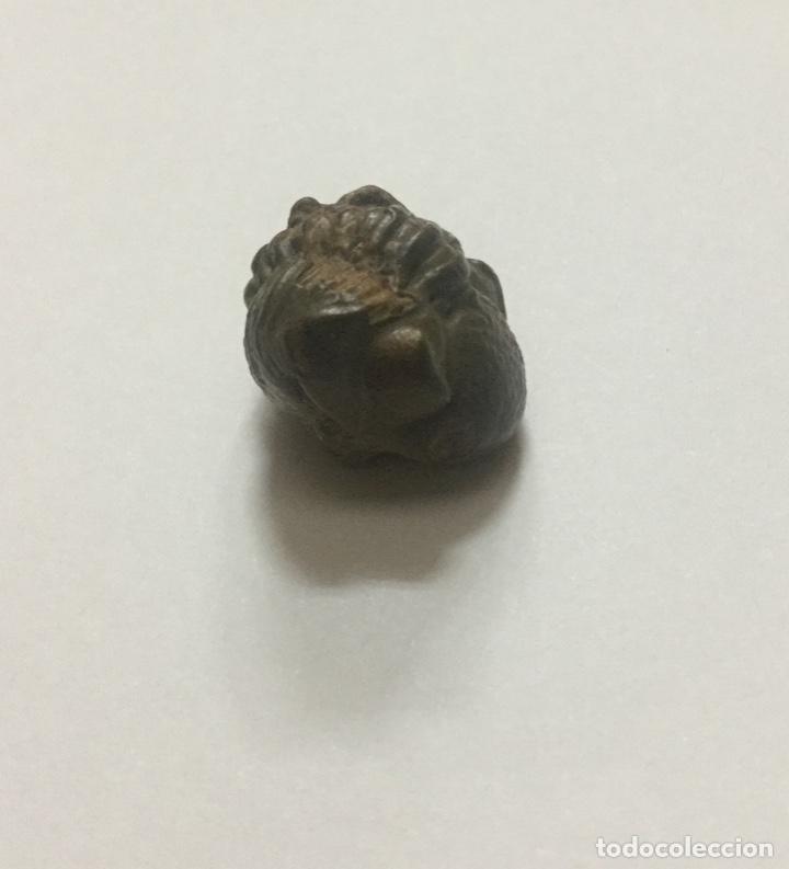 Coleccionismo de f&oacute;siles: TRILOBITE PHACOPS - 2cm - Foto 4