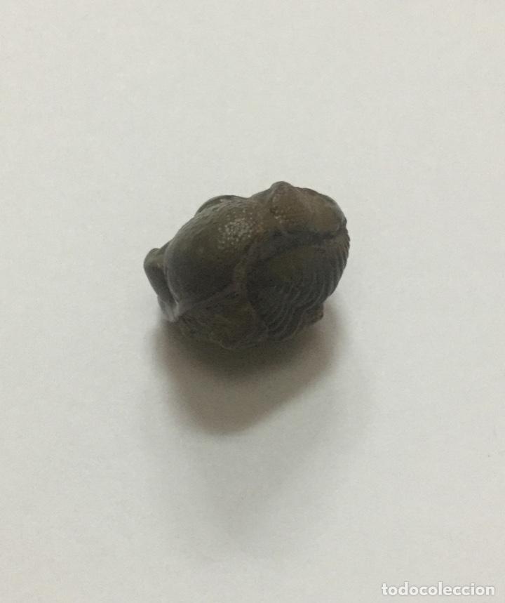 Coleccionismo de f&oacute;siles: TRILOBITE PHACOPS - 2cm - Foto 5