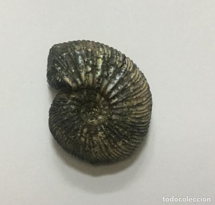 Coleccionismo de f&oacute;siles: AMMONITE - 4,5x4cm.. - Foto 1