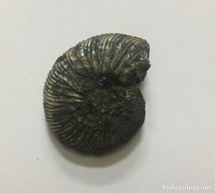 Coleccionismo de f&oacute;siles: AMMONITE - 4,5x4cm.. - Foto 2