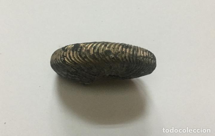 Coleccionismo de f&oacute;siles: AMMONITE - 4,5x4cm.. - Foto 3