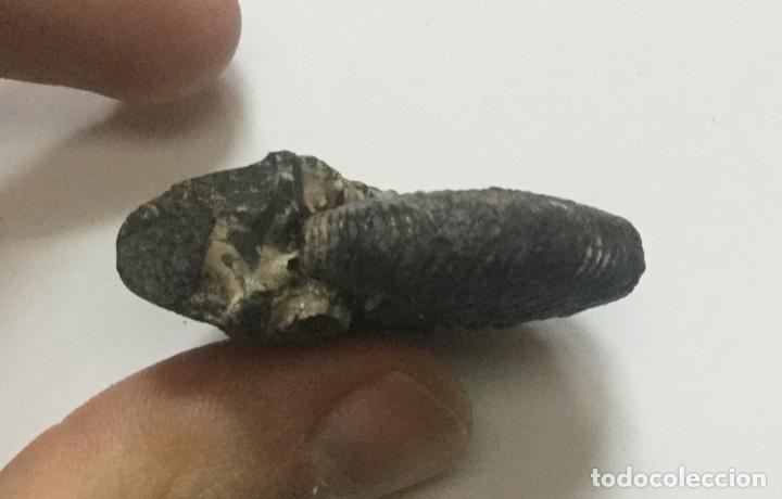 Coleccionismo de f&oacute;siles: AMMONITE - 4,5x4cm.. - Foto 4