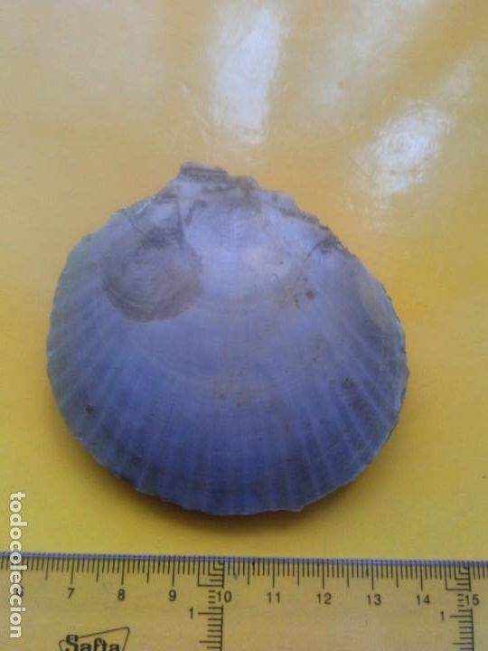 Coleccionismo de f&oacute;siles: Fosil amussium cristatum - Foto 1