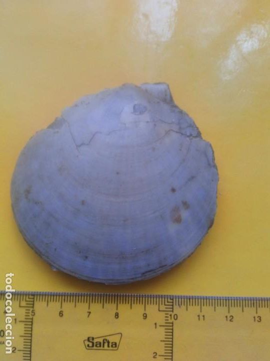 Coleccionismo de f&oacute;siles: Fosil amussium cristatum - Foto 2