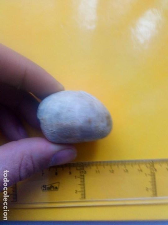 Coleccionismo de f&oacute;siles: Fosil micraster brevis - Foto 2