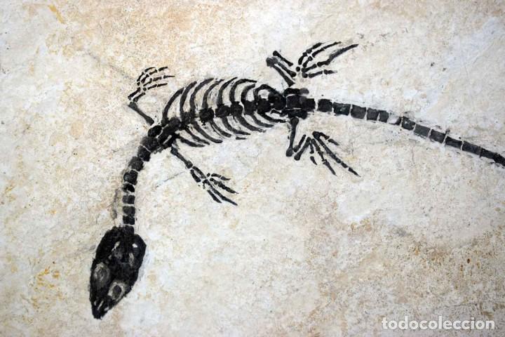 Sammlung von Fossilien: REPTIL FOSIL - ARCHOSAURUS - 21 X 11 CM.