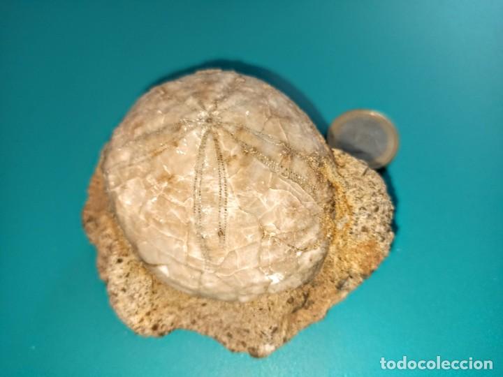 Coleccionismo de f&oacute;siles: ECHYNOLAMPAS EN MATRIZ. - Foto 4