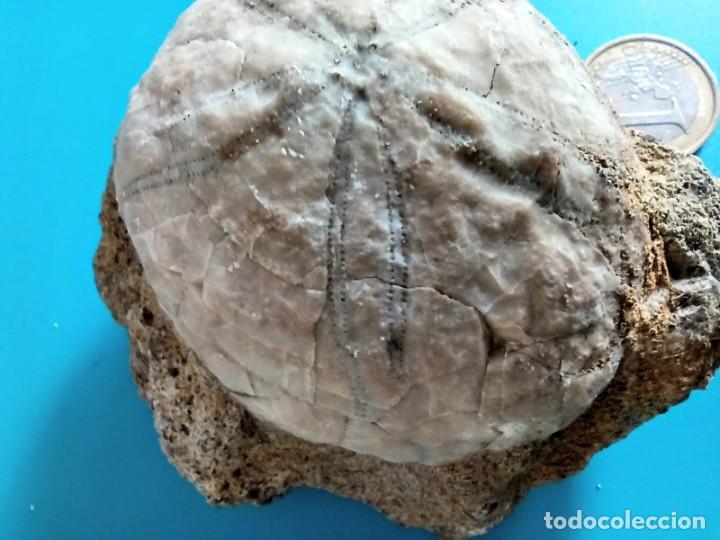 Coleccionismo de f&oacute;siles: ECHYNOLAMPAS EN MATRIZ. - Foto 5