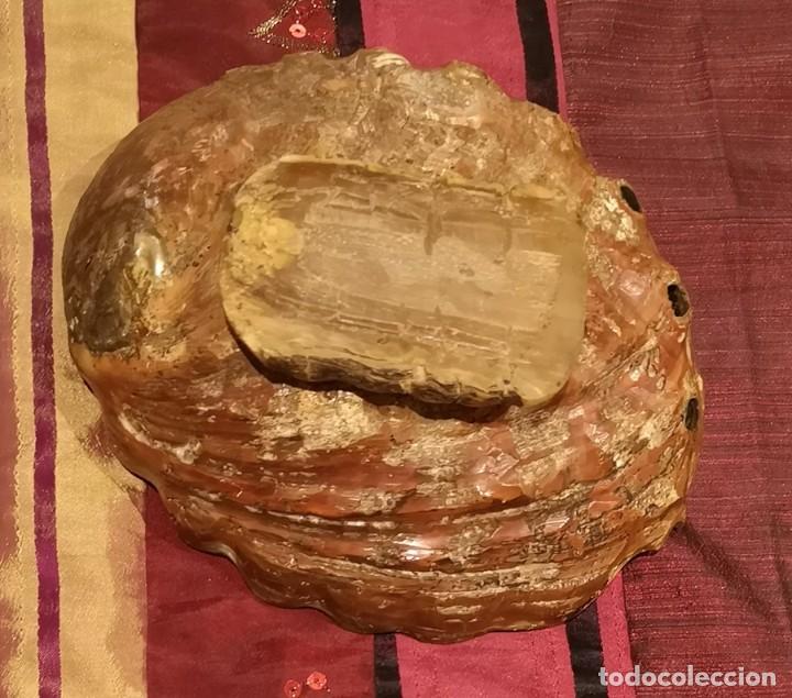 Coleccionismo de f&oacute;siles: Cenicero con Concha de Haliotis - Foto 3