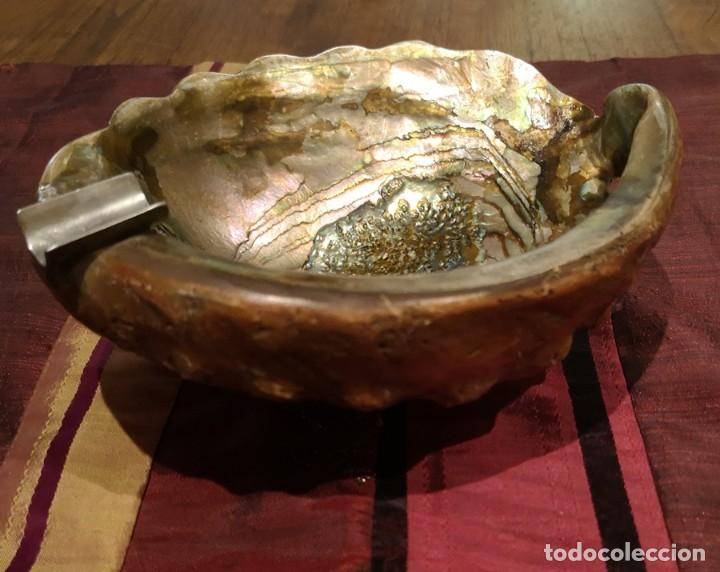 Coleccionismo de f&oacute;siles: Cenicero con Concha de Haliotis - Foto 5