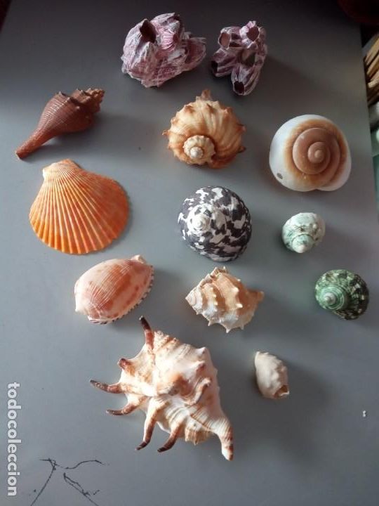 Coleccionismo de f&oacute;siles: CONCHAS MARINAS NATURALES - Foto 1
