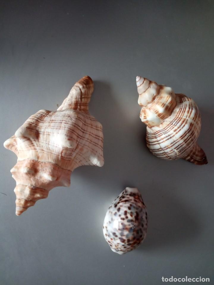 Coleccionismo de f&oacute;siles: CONCHAS MARINAS NATURALES - Foto 1