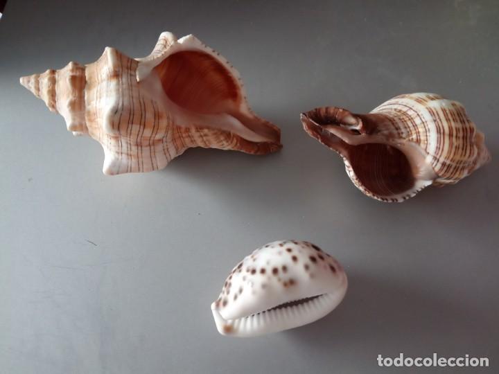Coleccionismo de f&oacute;siles: CONCHAS MARINAS NATURALES - Foto 2