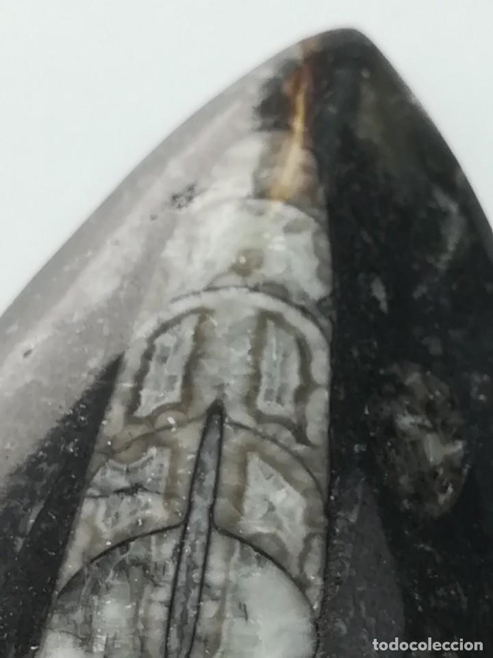 Coleccionismo de f&oacute;siles: F&oacute;sil orthoceras - Foto 4