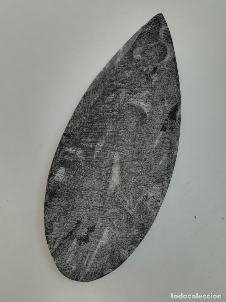Coleccionismo de f&oacute;siles: F&oacute;sil orthoceras - Foto 5