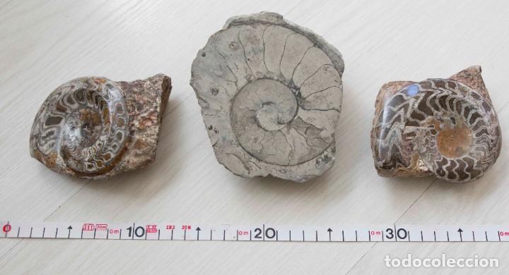 Coleccionismo de f&oacute;siles: Lote de 3 ammonites. - Foto 1