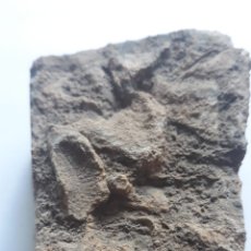 Coleccionismo de fósiles: CORALES FÓSILES. JURÁSICO. MARRUECOS.