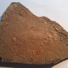 Coleccionismo de fósiles: ESTRELLAS FÓSILES DE MAR SPITIDISCUS LEFEBVREI. ORDOVICICO. MARRUECOS.. Lote 208405066