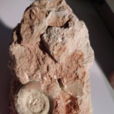 Coleccionismo de fósiles: AMMONITES FOSIL LYTOCERAS. JURÁSICO. EUROPA.