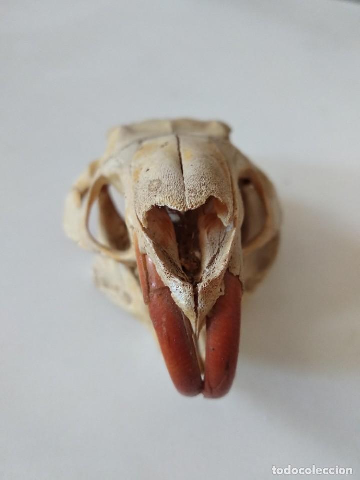 Coleccionismo de fósiles: Craneo taxidermia disecado hueso - Foto 2 - 211722403