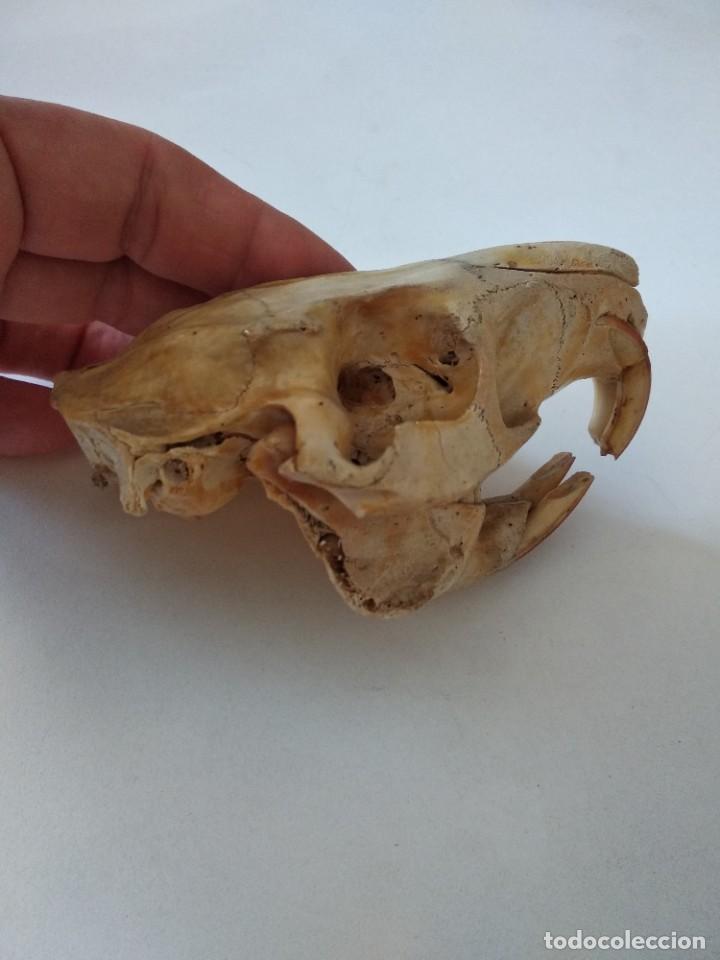 Coleccionismo de fósiles: Craneo taxidermia disecado hueso - Foto 4 - 211722403
